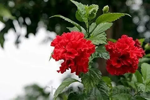 Hibiscus Flower Clear Easy Grow Plant - for planting in home garden